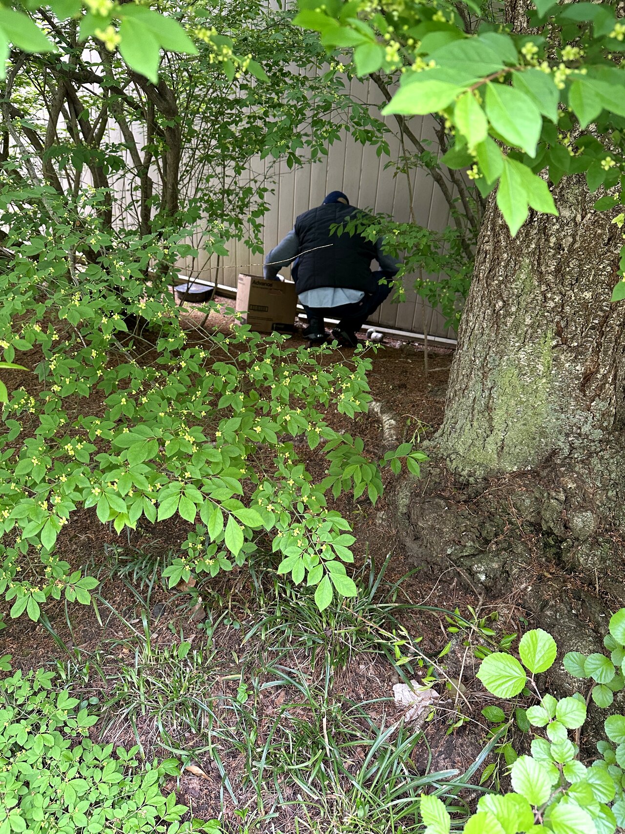 Rooftop Exterminating technician at work on a backyard bee and wasp removal