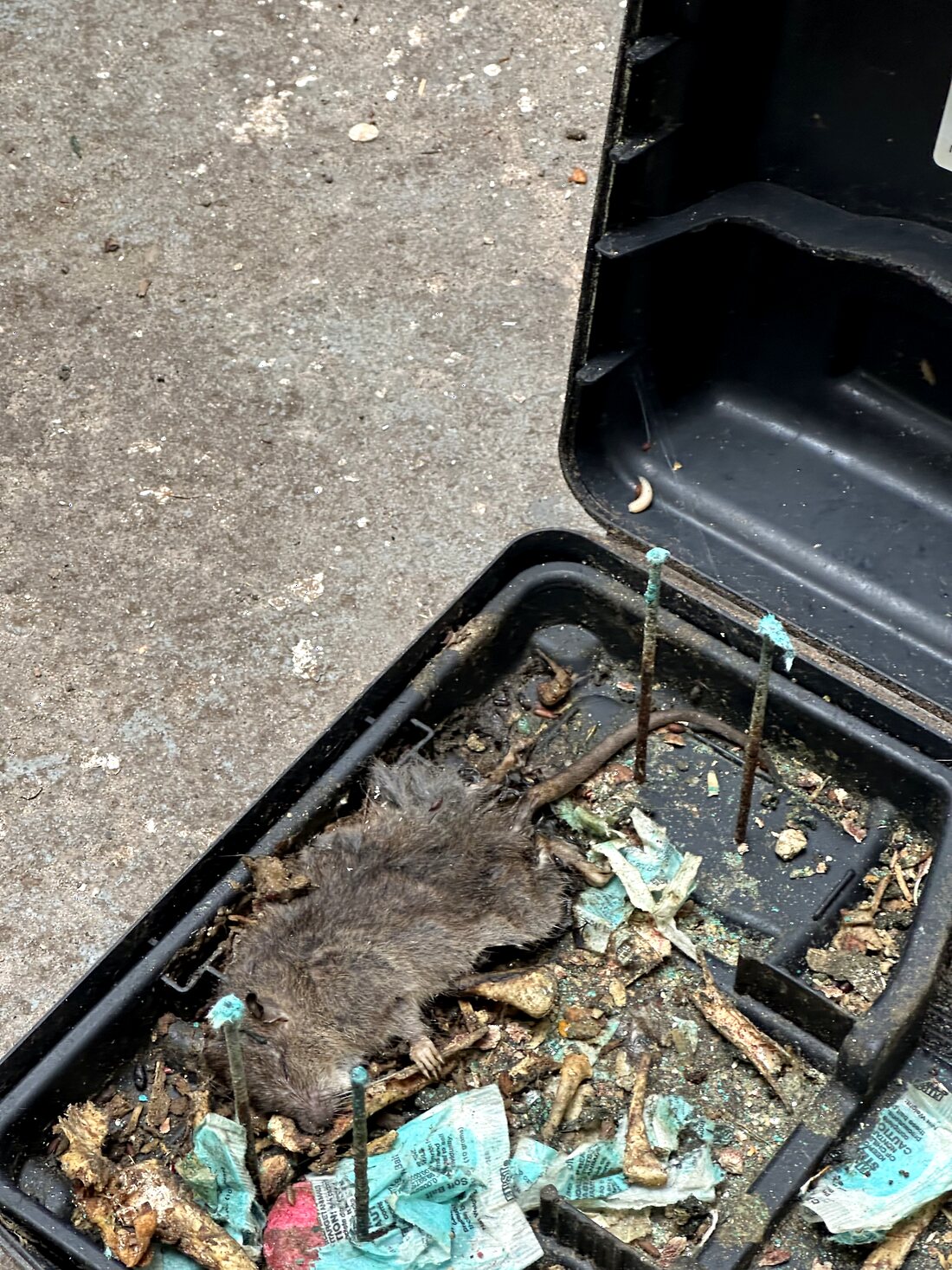 Active rodent monitoring station